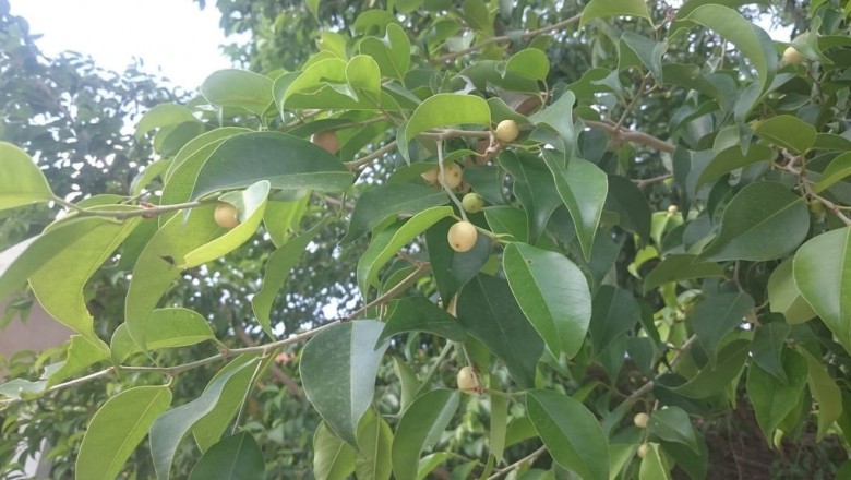 Cây Si. Ficus benjamina L. - Cây Thuốc Nam Quanh Ta